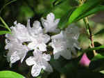 Rhododendron