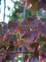 Charlotte Museum of History