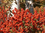 Bright red berries on shrub.