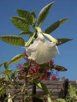 A flower you can look up to, if you will.