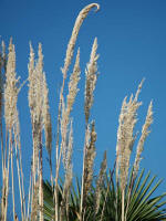 Plumes, one curled at the tip end from a spider's web.