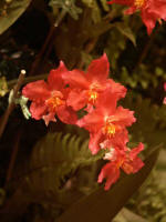 Beautiful blossoms blooming on the orchid Christmas tree.