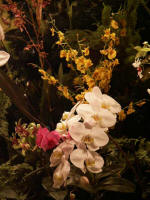 Beautiful blossoms blooming on the orchid Christmas tree.