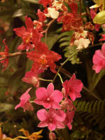 Beautiful blossoms blooming on the orchid Christmas tree.
