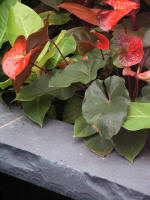 Colorful Tropical Canvas corner of the Reflection Pool.