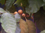 Immature coffee seeds, "beans", of Coffea arabica, a native of tropical east Africa. Caffeine in the seeds is a defense against predators. For fifty to sixty years the trees bear red fruits, each containing two small seeds.